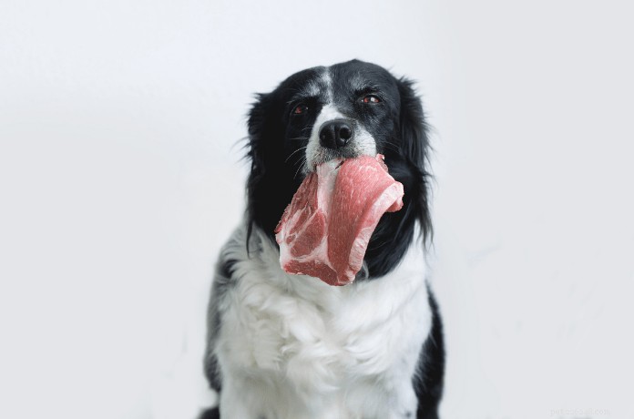 Cibo crudo alternativo per cani:cos è e perché fa bene al tuo cane