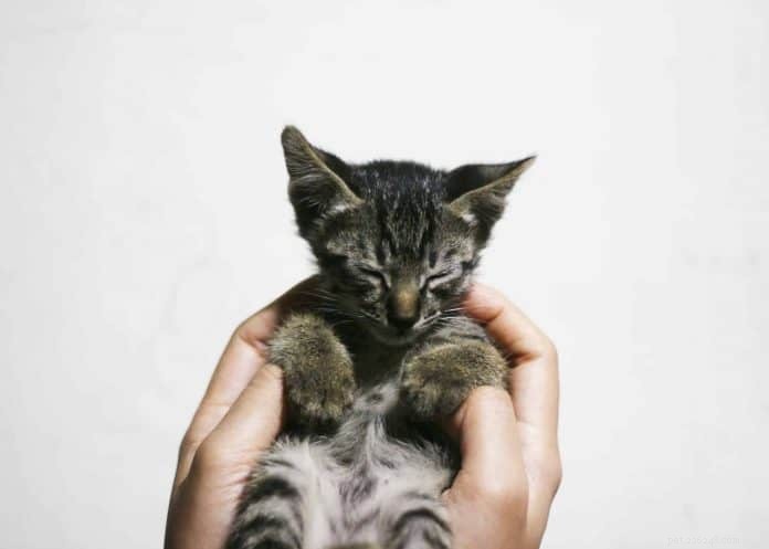 9 kattenadoptiecentra in Singapore 2021 inclusief adoptiekosten en -kosten