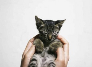 9 center pro adopci koček v Singapuru 2021 včetně poplatků a nákladů za adopci