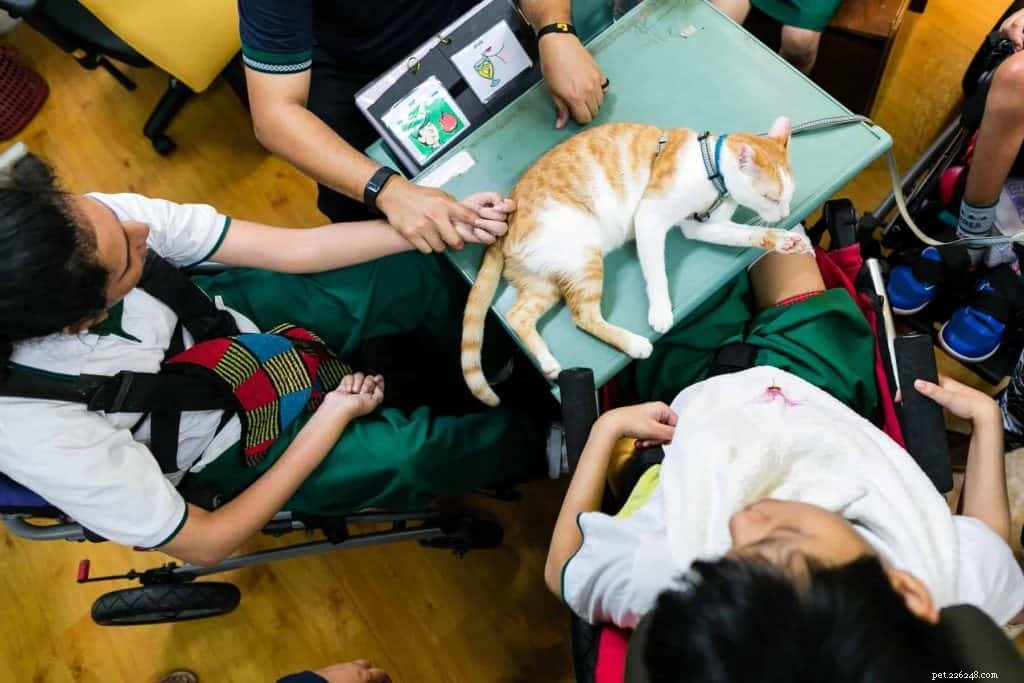 9 kattenadoptiecentra in Singapore 2021 inclusief adoptiekosten en -kosten