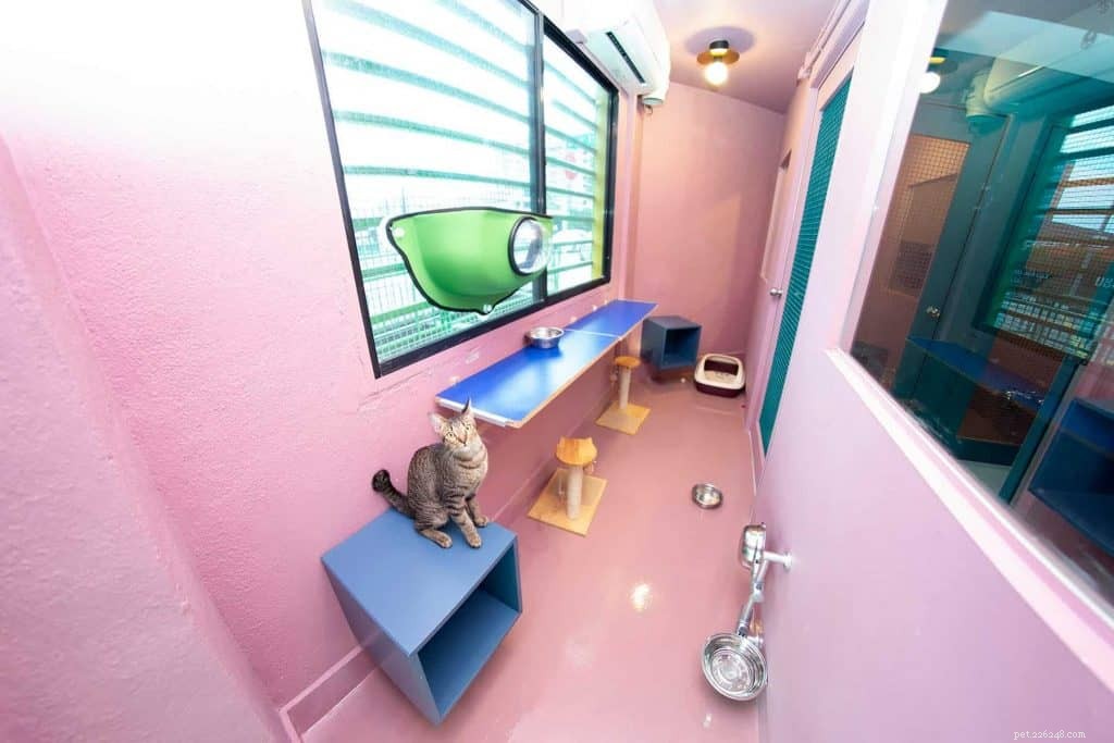 2021년 싱가포르의 고양이 입양 센터 9곳(입양비 및 비용 포함)