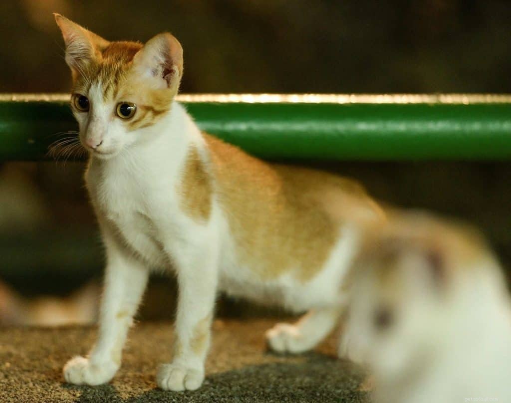 9 центров усыновления кошек в Сингапуре в 2021 г., включая сборы и расходы на усыновление