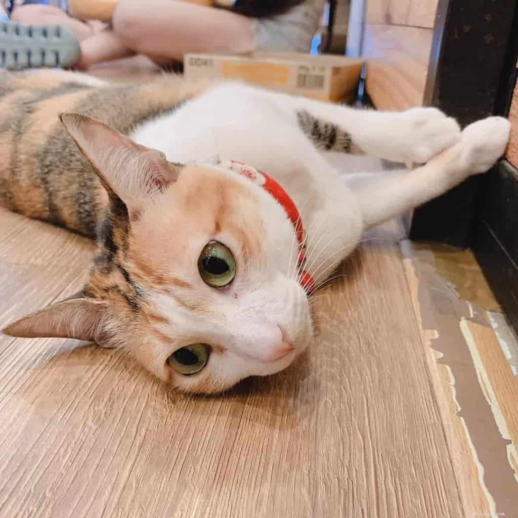 온라인 평점으로 순위를 매긴 싱가포르의 Purrfect 고양이 카페 [+ 2019년 가격표 업데이트]