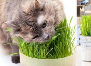 Что такое кошачья трава? Разберитесь во всех тонкостях этого и узнайте, как вырастить свой собственный