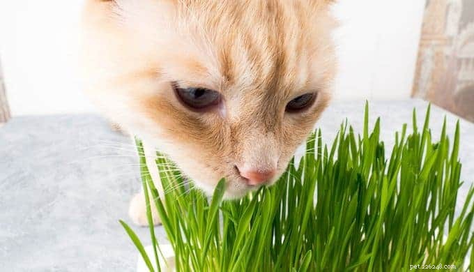 고양이 잔디란 무엇입니까? 내부 및 외부를 이해하고 자신의 성장 방법을 배우십시오