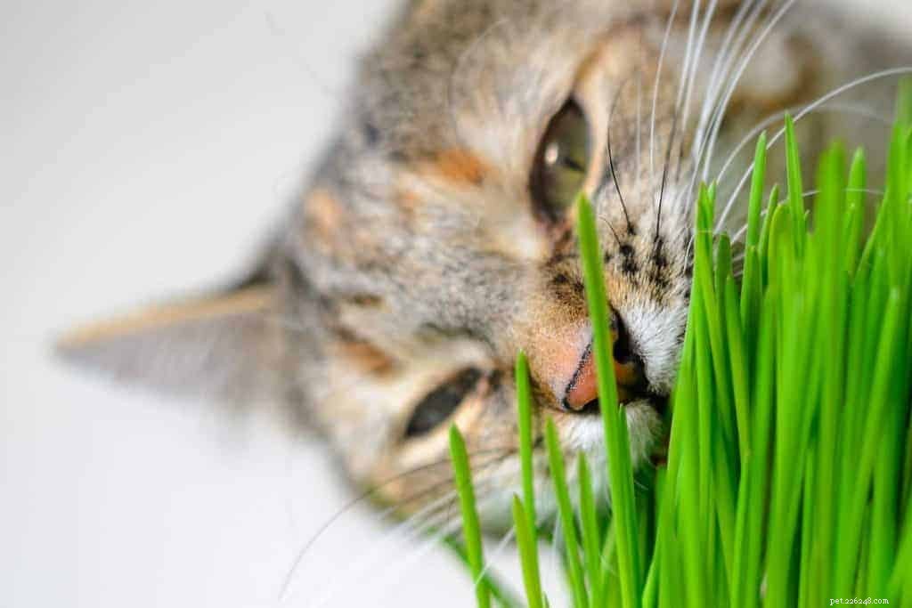 O que é grama de gato? Entenda os prós e os contras e aprenda a crescer por conta própria