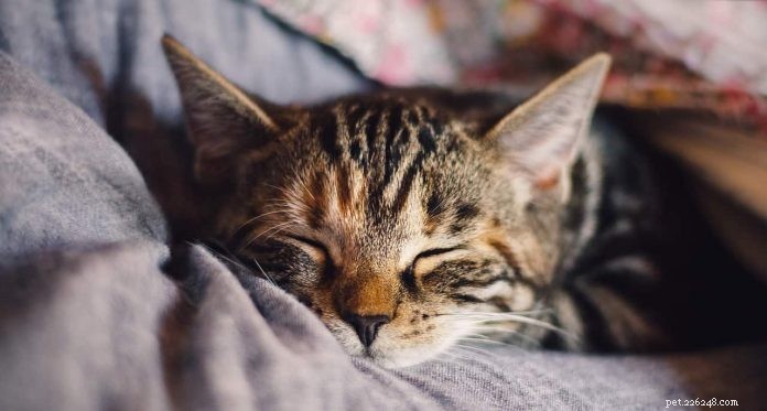 Vše, co potřebujete vědět o kočičích blechách + tipy, jak je léčit