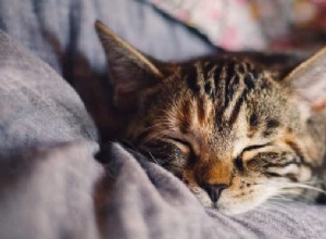 Allt du behöver veta om kattloppor + tips om hur man behandlar dem