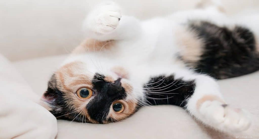 Tout ce que vous devez savoir sur les puces de chat + conseils pour les traiter 