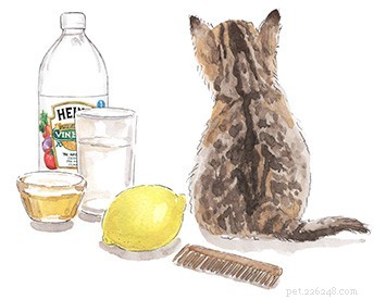 Tutto ciò che devi sapere sulle pulci di gatto + suggerimenti su come trattarle