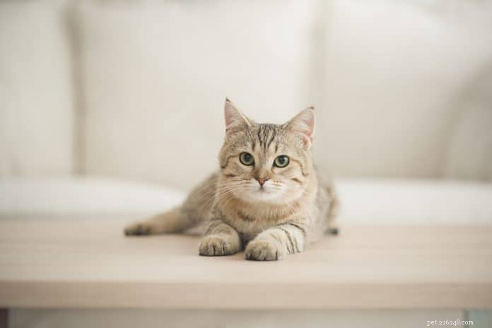 Gids voor schurft bij katten:oorzaken, symptomen en behandelingsopties