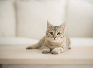 Guide de la gale chez le chat :causes, symptômes et options de traitement