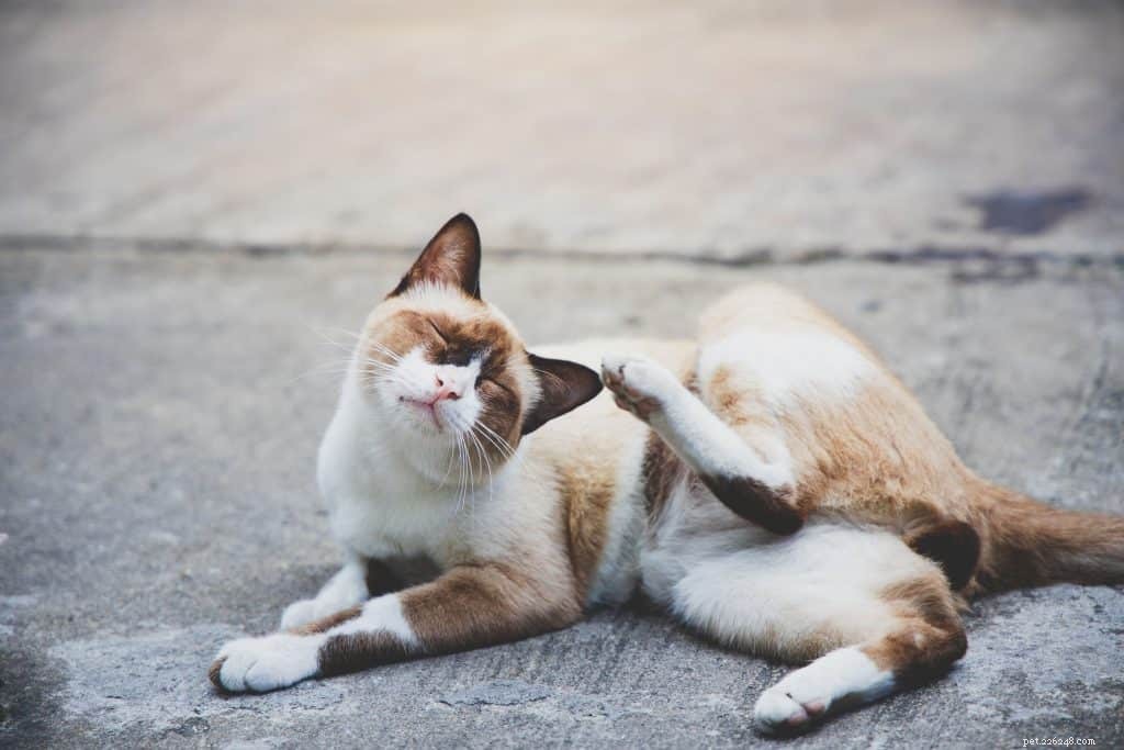 Guia para sarna em gatos:causas, sintomas e opções de tratamento