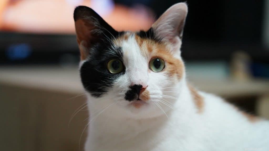 Gids voor schurft bij katten:oorzaken, symptomen en behandelingsopties