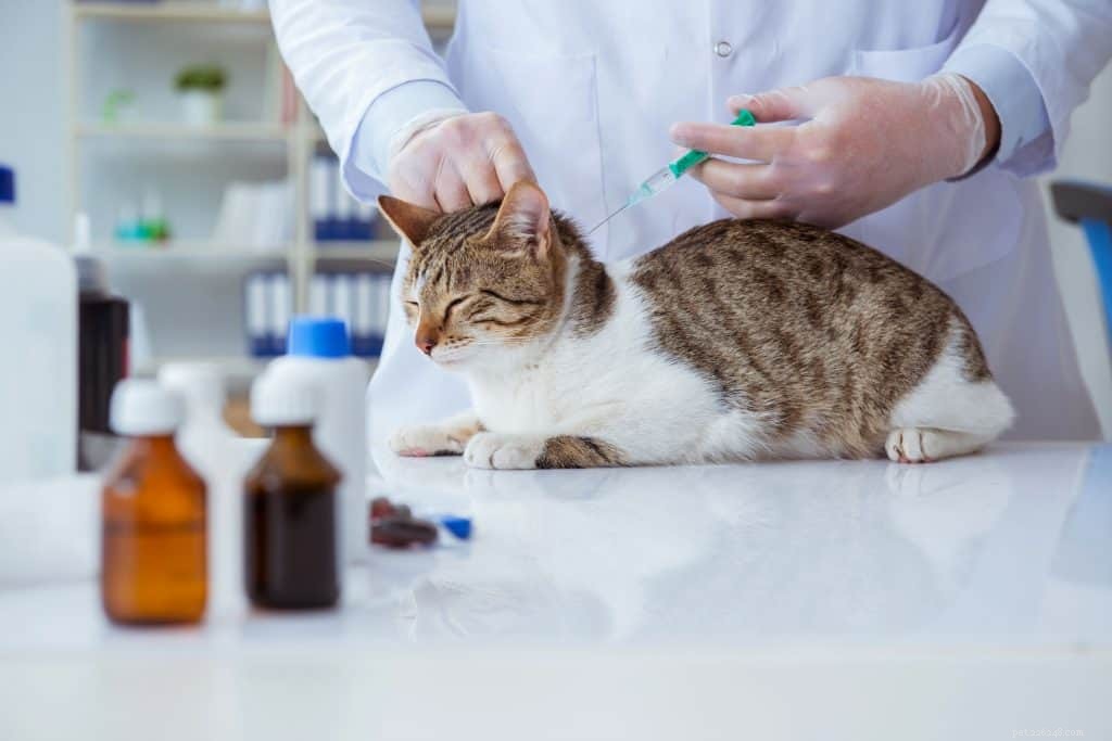 고양이 관리 지침:원인, 증상 및 치료 옵션