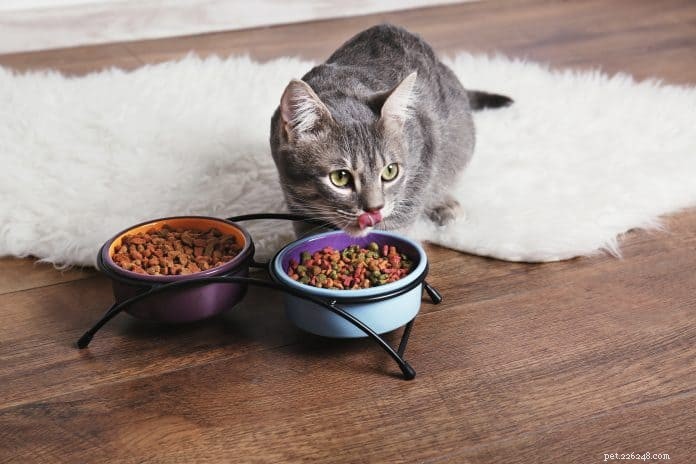 6 alimenti per gatti ipoallergenici consigliati dagli esperti di animali domestici nel 2020