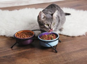 6 гипоаллергенных кормов для кошек, рекомендованных экспертами по домашним животным в 2020 году