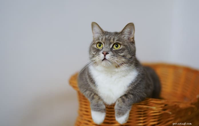 Hartgeruis bij katten:typen, symptomen, oorzaken en behandeling