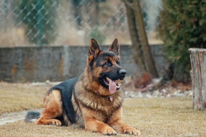 63 door HDB goedgekeurde hondenrassen voor adoptie + nieuwe maatcriteria onder Project ADORE in maart 2020
