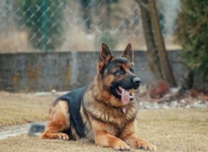 63 races de chiens approuvées par HDB pour adoption + nouveaux critères de taille dans le cadre du projet ADORE en mars 2020