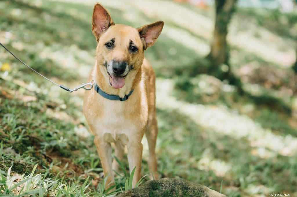 63 races de chiens approuvées par HDB pour adoption + nouveaux critères de taille dans le cadre du projet ADORE en mars 2020