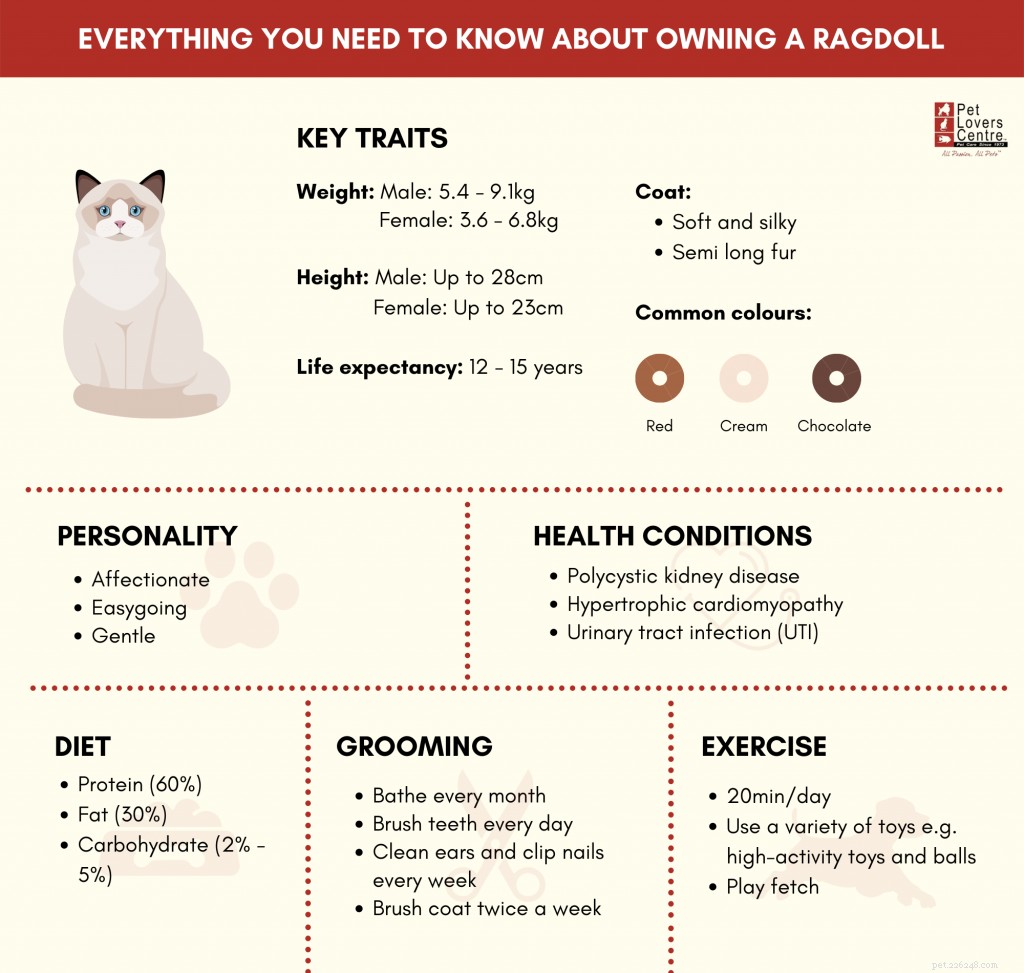 Un guide complet sur la façon de prendre soin des chats Ragdoll à Singapour