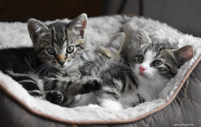 11 schattige kattenrassen in Singapore die je sokken zullen charmeren