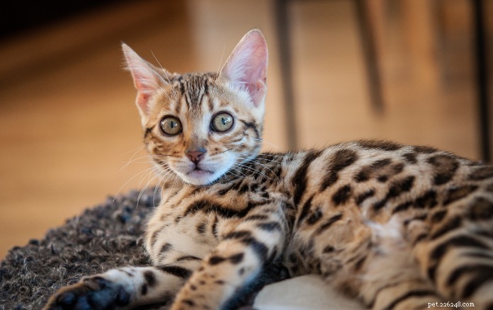 양말을 신기하게 만드는 싱가포르의 사랑스러운 고양이 품종 11가지