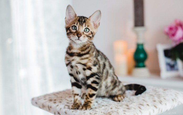 11 adorables races de chats à Singapour qui vous charmeront