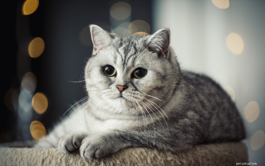 양말을 신기하게 만드는 싱가포르의 사랑스러운 고양이 품종 11가지