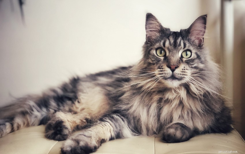 11 adorabili razze di gatti a Singapore che ti affascineranno i calzini