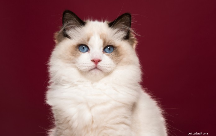 11 adorables races de chats à Singapour qui vous charmeront