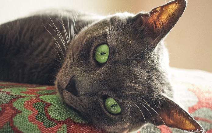 11 очаровательных пород кошек в Сингапуре, которые очаруют вас до чертиков
