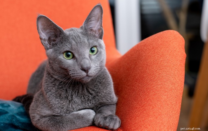 11 raças de gatos adoráveis ​​em Cingapura que vão encantar suas meias