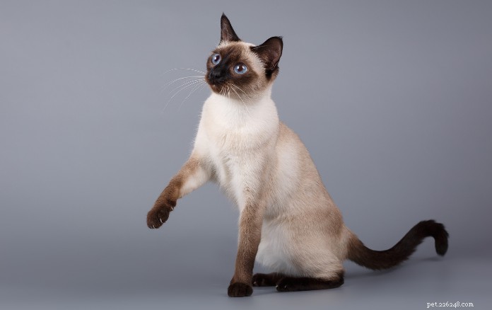 11 adorabili razze di gatti a Singapore che ti affascineranno i calzini