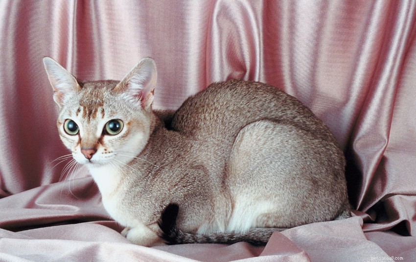あなたの靴下を魅了するシンガポールの11の愛らしい猫の品種 