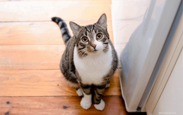 Por que os gatos abanam o rabo:razões, como entender e dicas para o conforto do gatinho