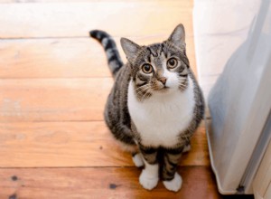 Pourquoi les chats remuent-ils la queue :raisons, comment comprendre et conseils pour le confort de Kitty 