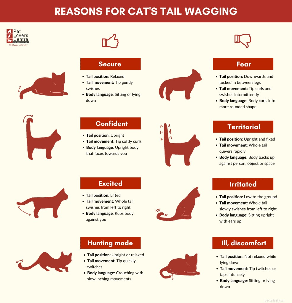 Varför viftar katter på svansen:skäl, hur man förstår och tips för kattens komfort
