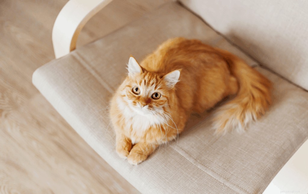 Waarom kwispelen katten met hun staart:redenen, hoe te begrijpen en tips voor het comfort van katten