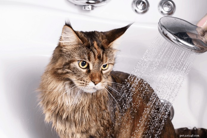 Hoe u uw kat moet wassen:stapsgewijze handleiding en effectieve tips