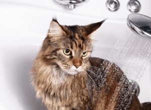 Jak koupat kočku:Podrobný průvodce a účinné tipy
