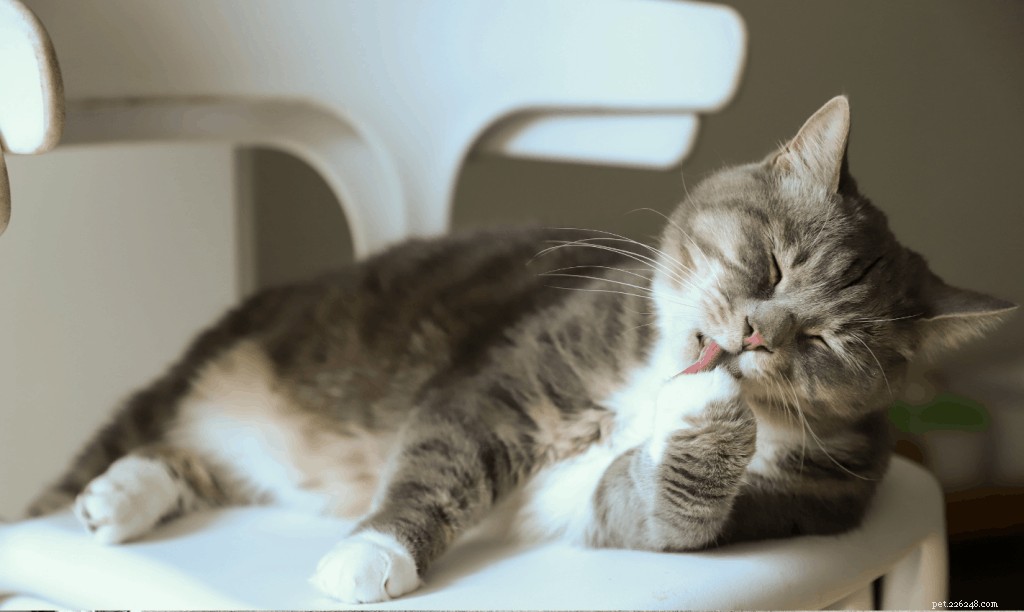 Jak koupat kočku:Podrobný průvodce a účinné tipy