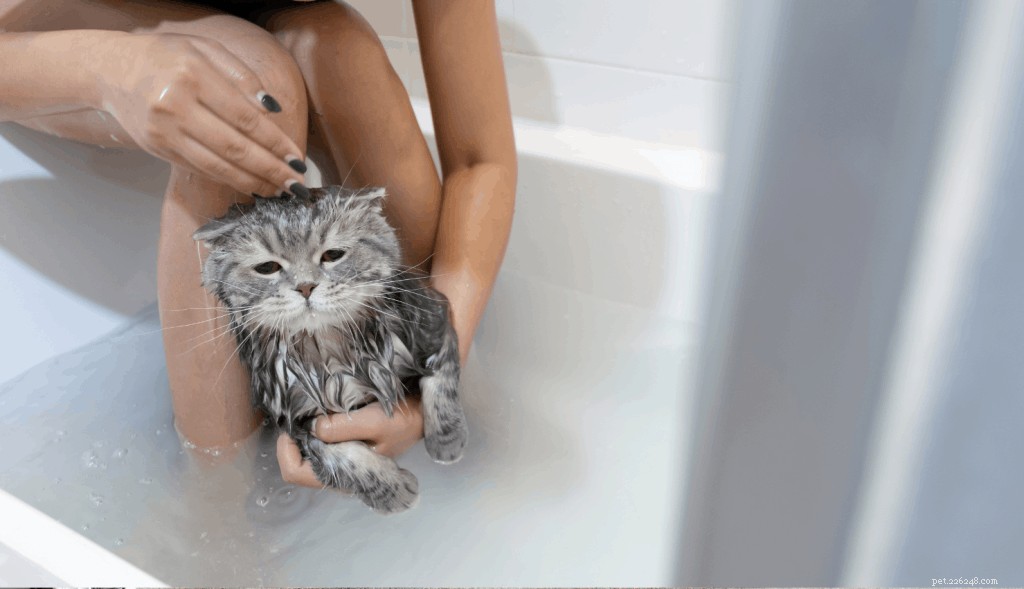 Hur du badar din katt:Steg-för-steg-guide och effektiva tips