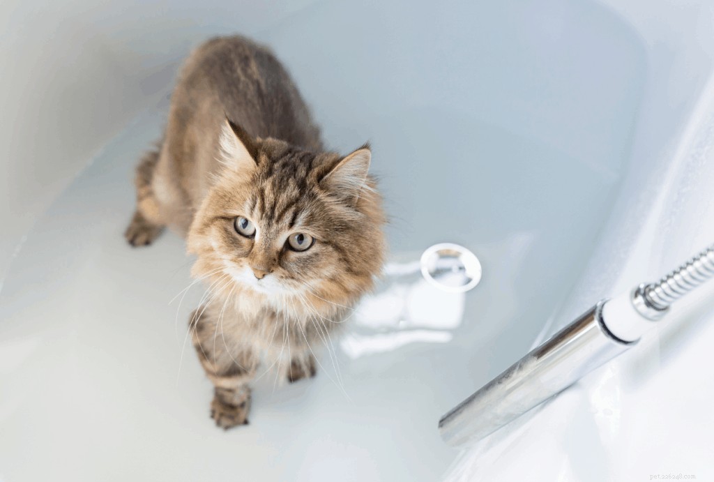 Hoe u uw kat moet wassen:stapsgewijze handleiding en effectieve tips