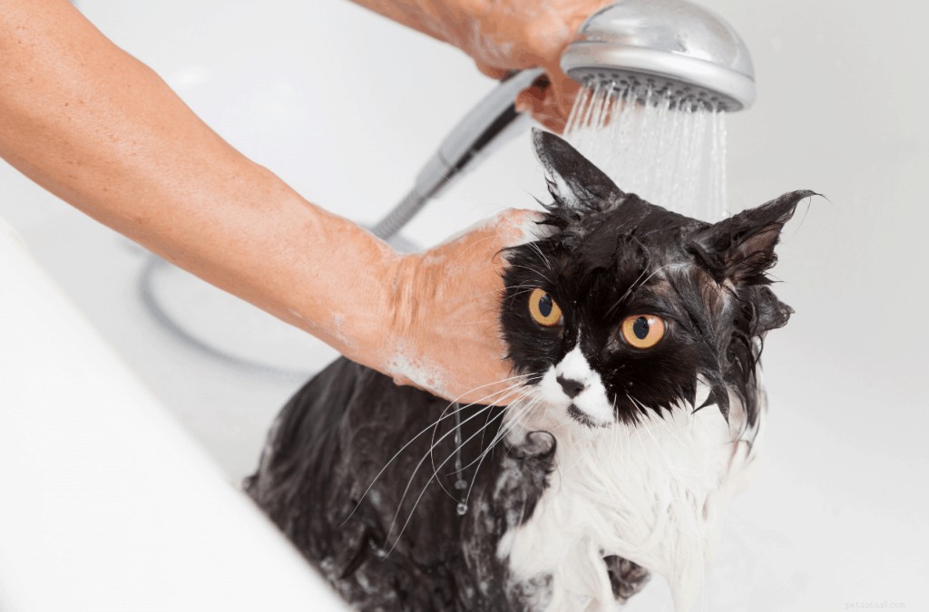 Hur du badar din katt:Steg-för-steg-guide och effektiva tips