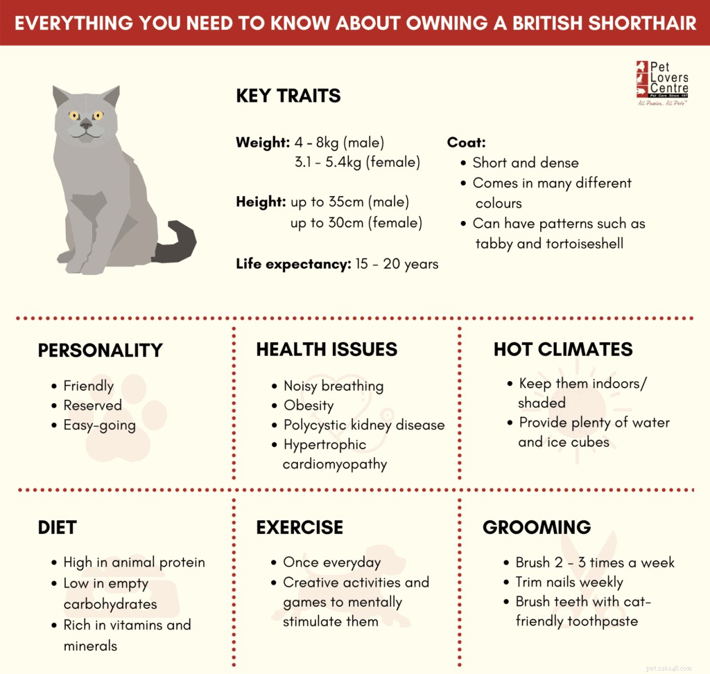 Tutto ciò che devi sapere sulla proprietà e la cura di un British Shorthair a Singapore