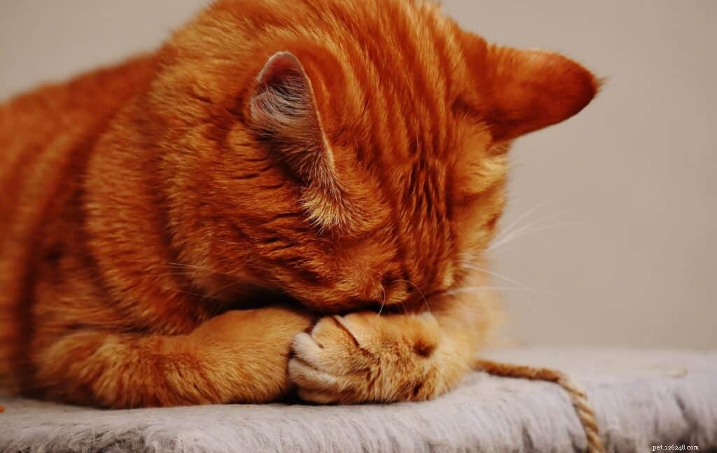猫のいびき：理由、症状、治療オプション