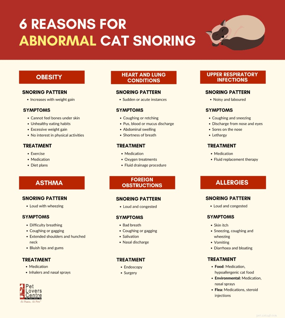 Snurken bij katten:redenen, symptomen en behandelingsopties