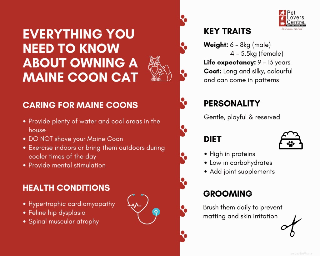Все, что вам нужно знать о владении кошкой мейн-кун в Сингапуре
